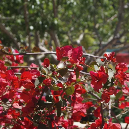 Les Jardins De Santa Giulia - Charmante Dhte Πανσιόν Πόρτο Βέκιο