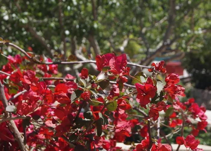 Les Jardins De Santa Giulia - Charmante Dhte Penzion Porto-Vecchio (Corsica)